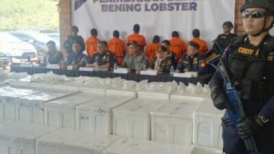Penyelundupan Benih Lobster di Batam: Operasi Besar yang Digagalkan