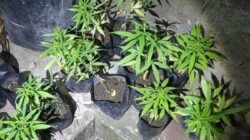 Penemuan Mengejutkan di Jombang: Rumah Kontrakan Ternyata Pusat Budidaya Ganja