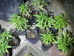 Penemuan Mengejutkan di Jombang: Rumah Kontrakan Ternyata Pusat Budidaya Ganja