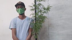 Menanam Ganja di Pot, Pemuda Solo Diamankan Polisi — Dari Pembelian Daring hingga Pembudidayaan
