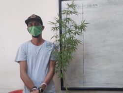 Menanam Ganja di Pot, Pemuda Solo Diamankan Polisi — Dari Pembelian Daring hingga Pembudidayaan